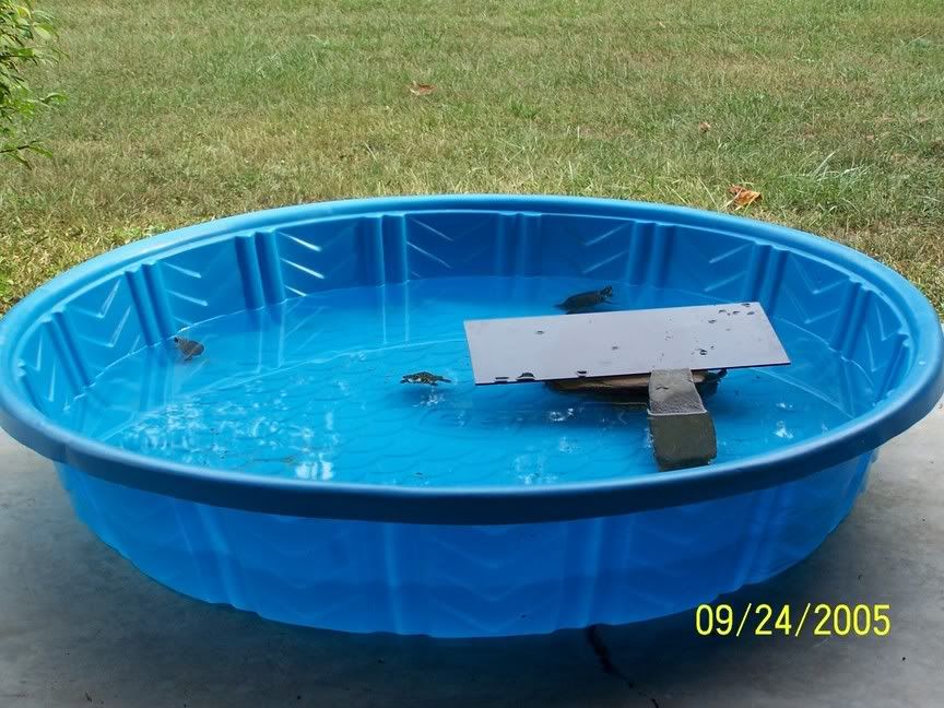 job lot kiddie pool