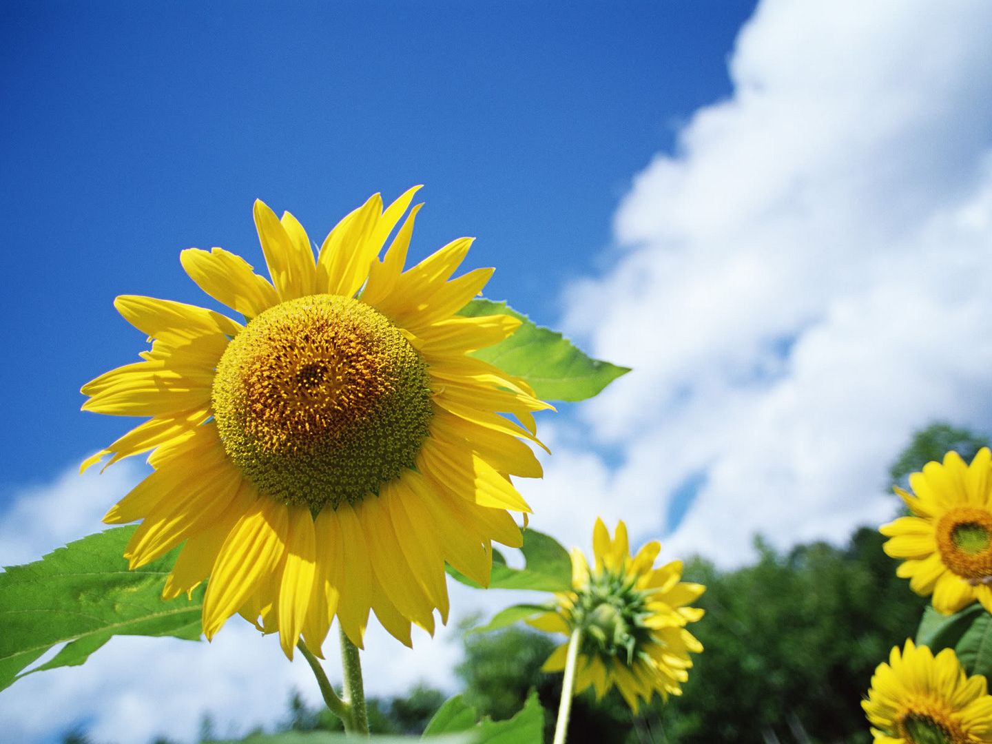 sunflower wallpaper
