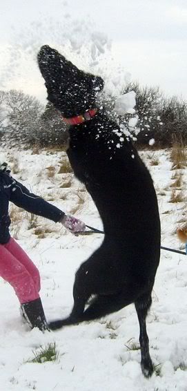 SnoopSnow.jpg
