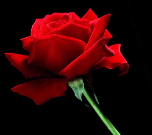 a single red rose Pictures, Images and Photos