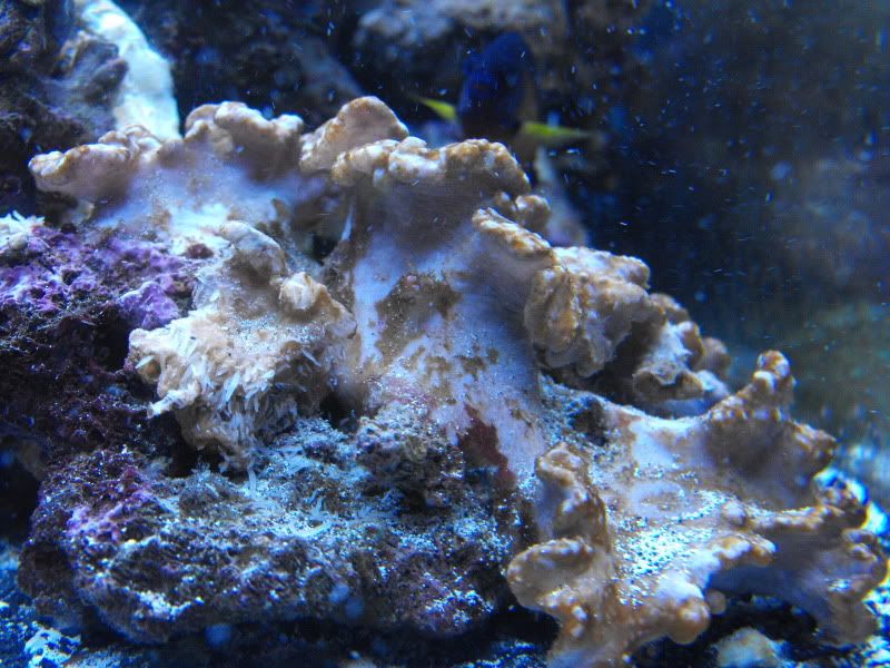 sinularia sp. coral turning brown and disintergrating Reef Central