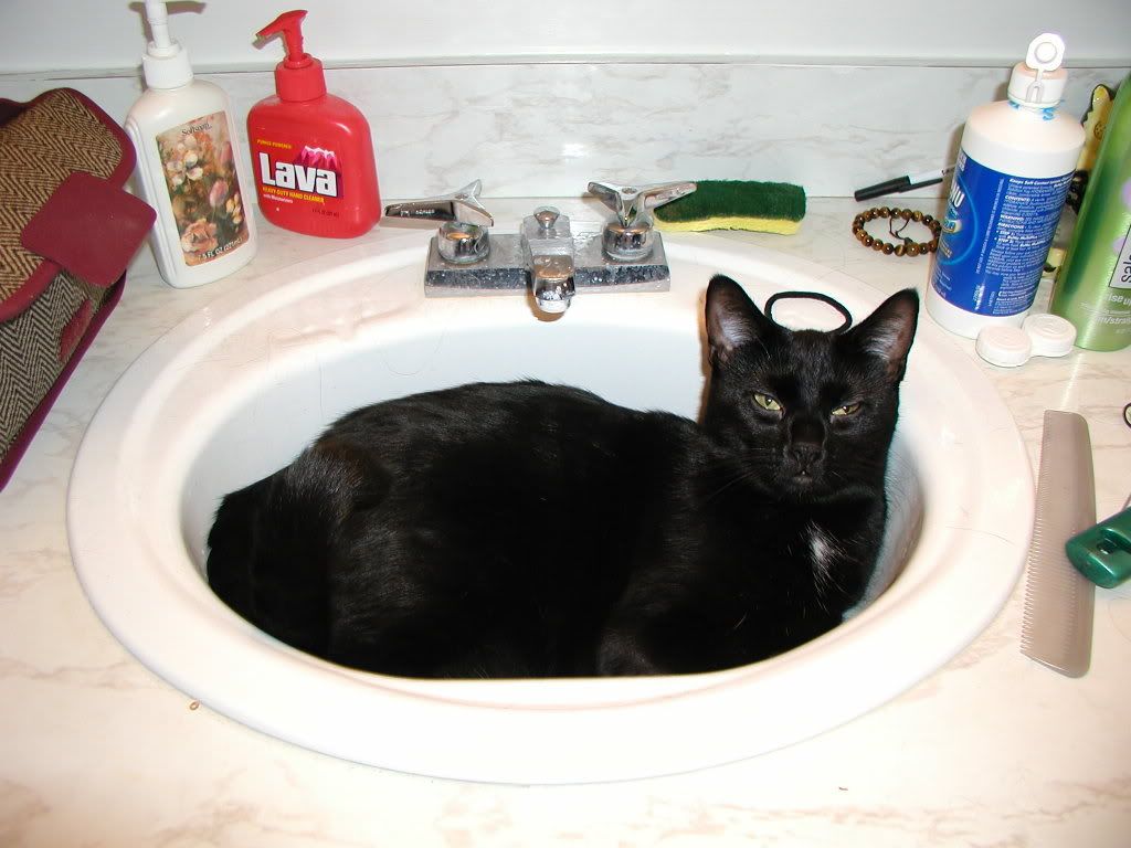 Skittyinthesink-2003.jpg