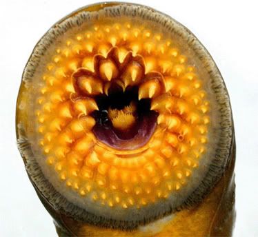 IPB Image