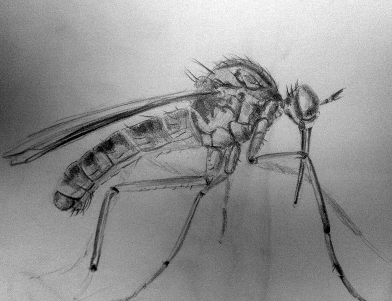 Bowandbrush´s sketchbook Bowandbrush´s sketchbook