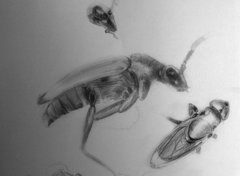 Bowandbrush´s sketchbook Bowandbrush´s sketchbook