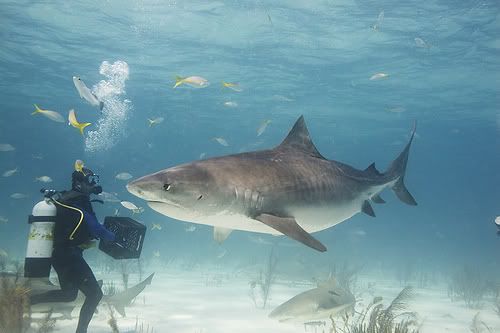 shark.jpg