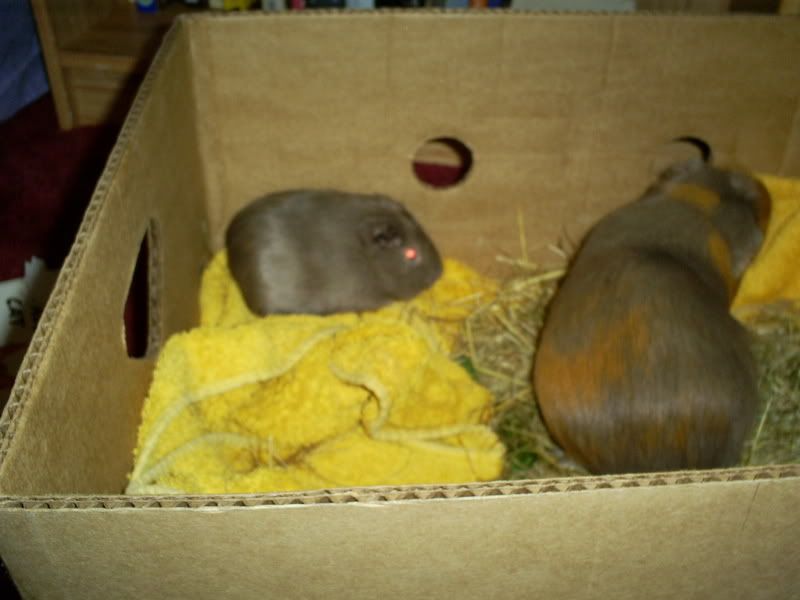 herbieandtrouble004.jpg