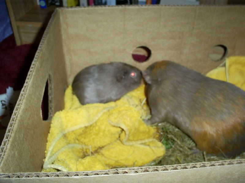 herbieandtrouble006.jpg