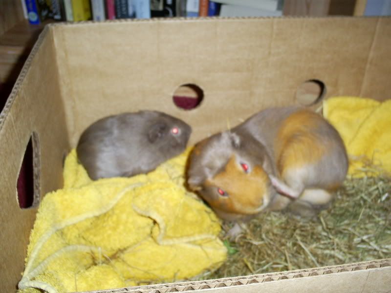 herbieandtrouble007.jpg