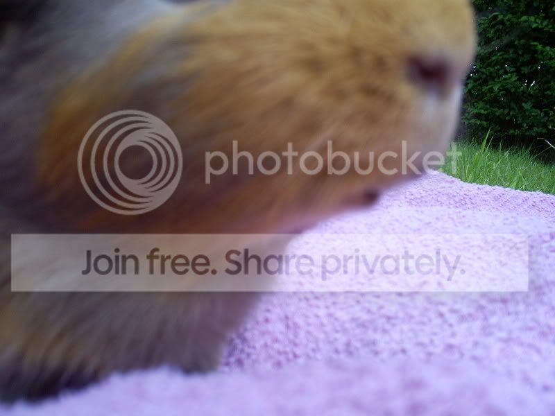 piggylips1.jpg