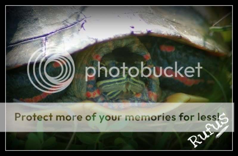 Redearslider.com :: View topic - Sunny day - Photo shoot! :-D