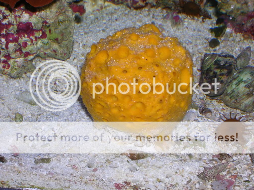 yellow ball sponge in reef tank...i have a ?, pic's included - Reef ...