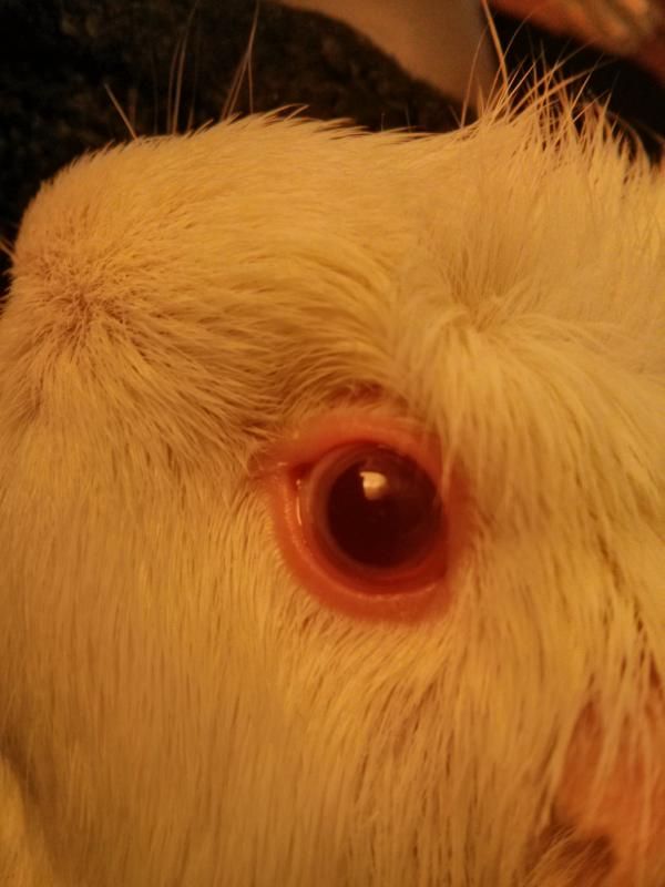poppyeye.jpg