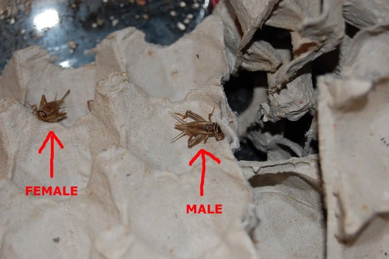 How to sex a cricket How to sex a cricket